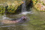 giant otter