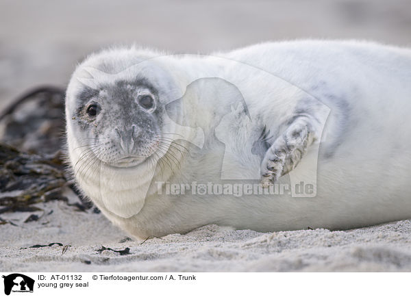 junge Kegelrobbe / young grey seal / AT-01132