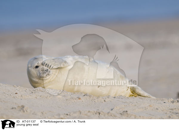 junge Kegelrobbe / young grey seal / AT-01137