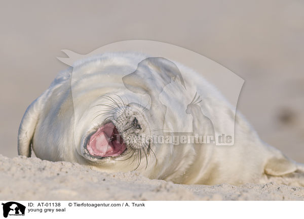 junge Kegelrobbe / young grey seal / AT-01138