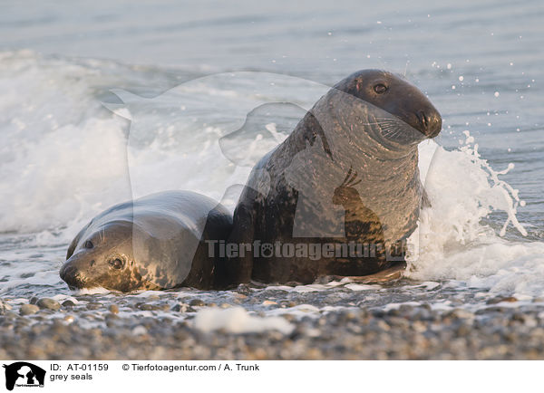 Kegelrobben / grey seals / AT-01159
