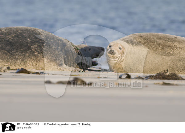 grey seals / THA-03081