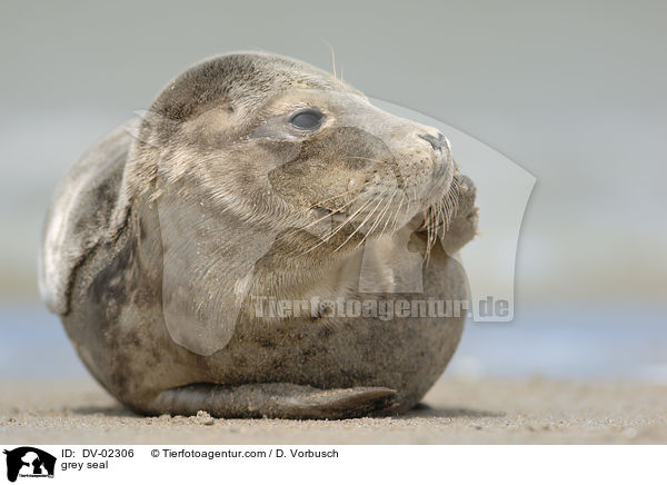 Kegelrobbe / grey seal / DV-02306