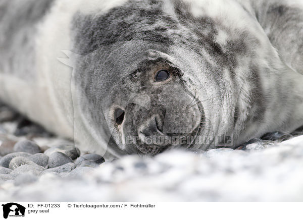 Kegelrobbe / grey seal / FF-01233