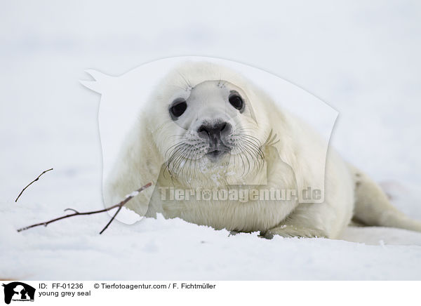 young grey seal / FF-01236