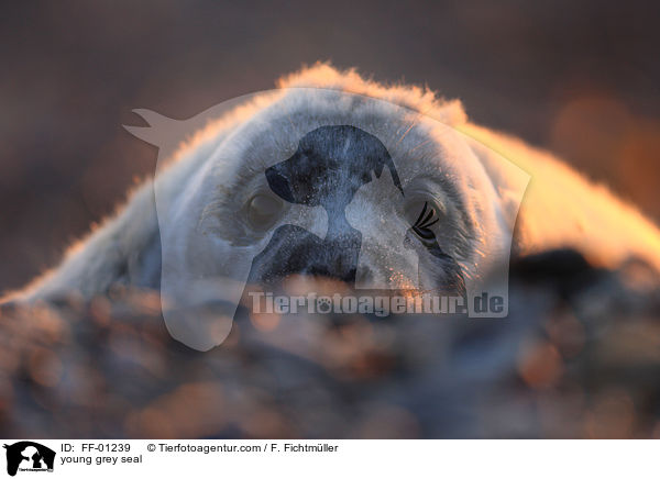 junge Kegelrobbe / young grey seal / FF-01239