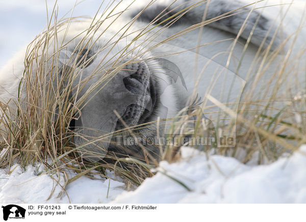 junge Kegelrobbe / young grey seal / FF-01243