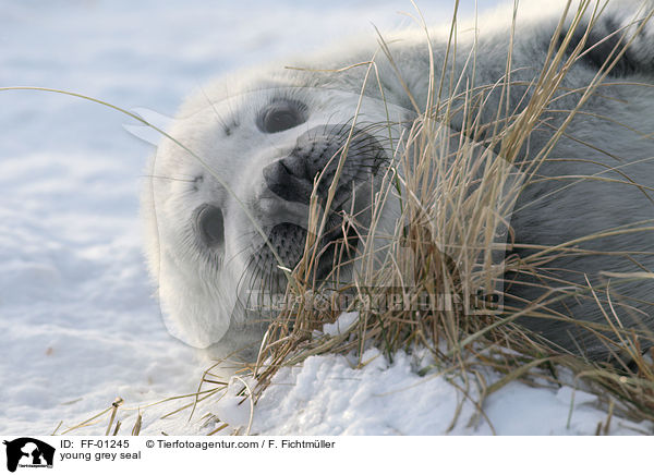 junge Kegelrobbe / young grey seal / FF-01245