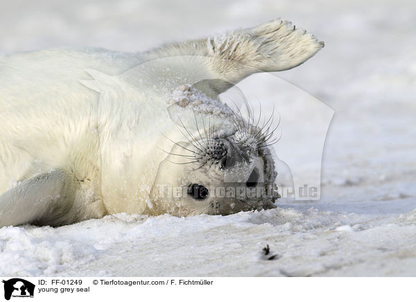 junge Kegelrobbe / young grey seal / FF-01249