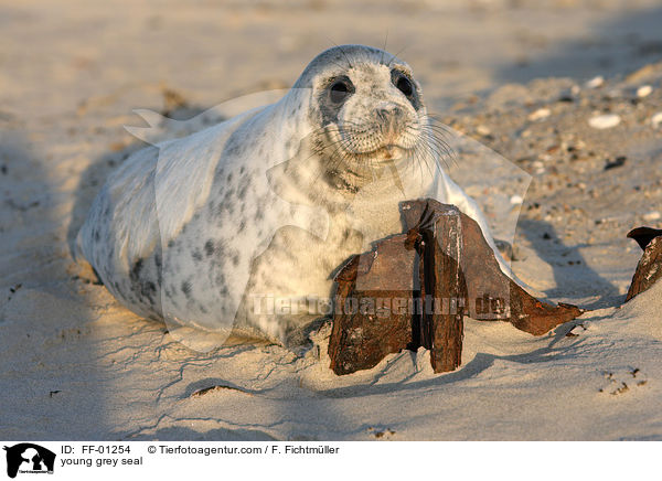 junge Kegelrobbe / young grey seal / FF-01254