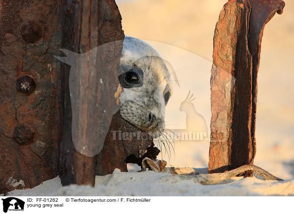junge Kegelrobbe / young grey seal / FF-01262
