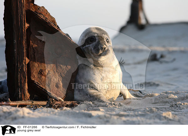 young grey seal / FF-01266