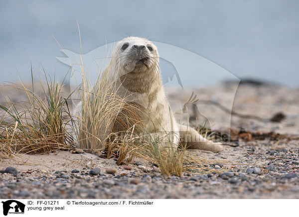 junge Kegelrobbe / young grey seal / FF-01271