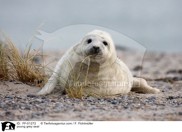 junge Kegelrobbe / young grey seal / FF-01272