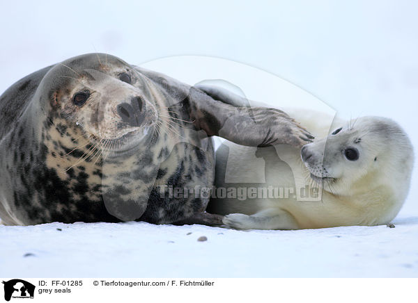 Kegelrobben / grey seals / FF-01285