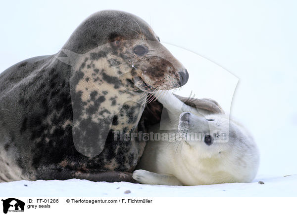 Kegelrobben / grey seals / FF-01286