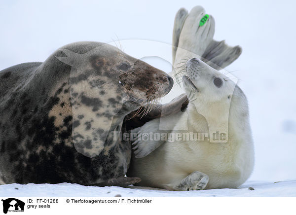 Kegelrobben / grey seals / FF-01288