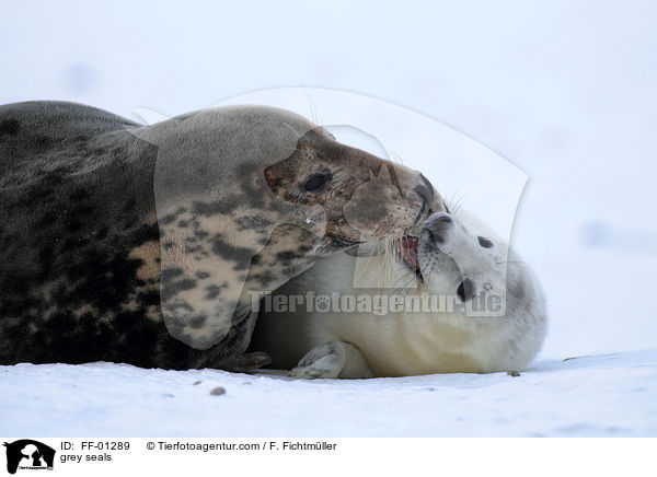 Kegelrobben / grey seals / FF-01289