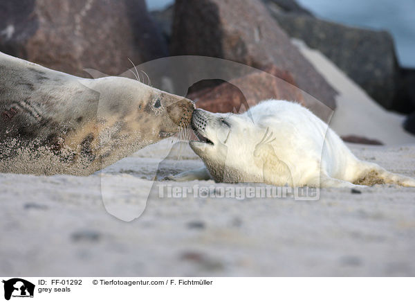 Kegelrobben / grey seals / FF-01292