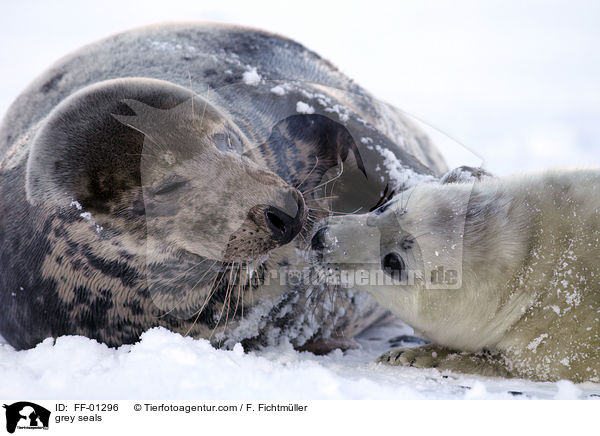 grey seals / FF-01296