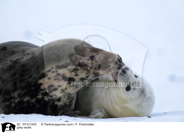 Kegelrobben / grey seals / FF-01305