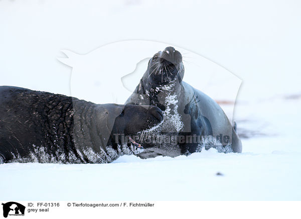 Kegelrobbe / grey seal / FF-01316