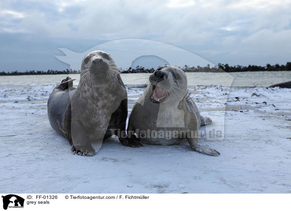 Kegelrobben / grey seals / FF-01326