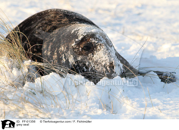 grey seal / FF-01356