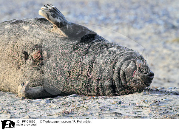 Kegelrobben Bulle / male grey seal / FF-01892