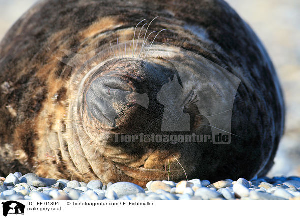 Kegelrobben Bulle / male grey seal / FF-01894