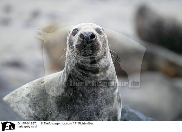 Kegelrobben Bulle / male grey seal / FF-01897