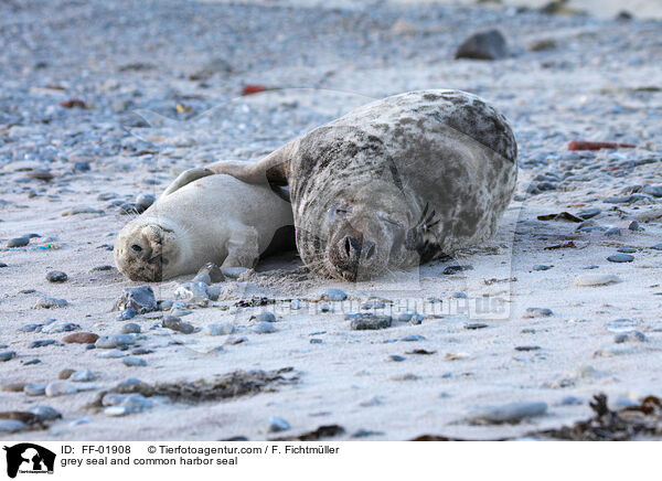 Kegelrobbe und Seehund / grey seal and common harbor seal / FF-01908