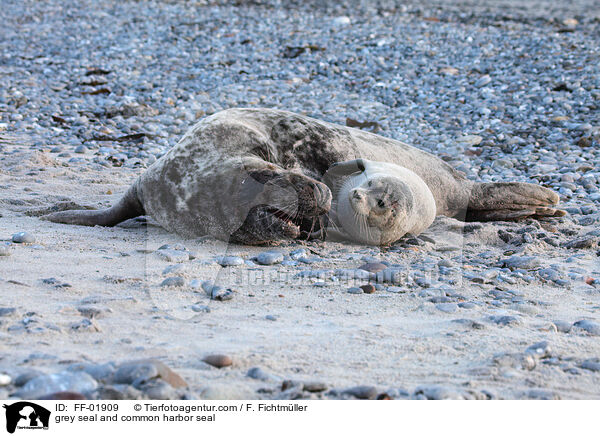 grey seal and common harbor seal / FF-01909