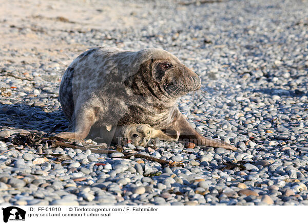 Kegelrobbe und Seehund / grey seal and common harbor seal / FF-01910