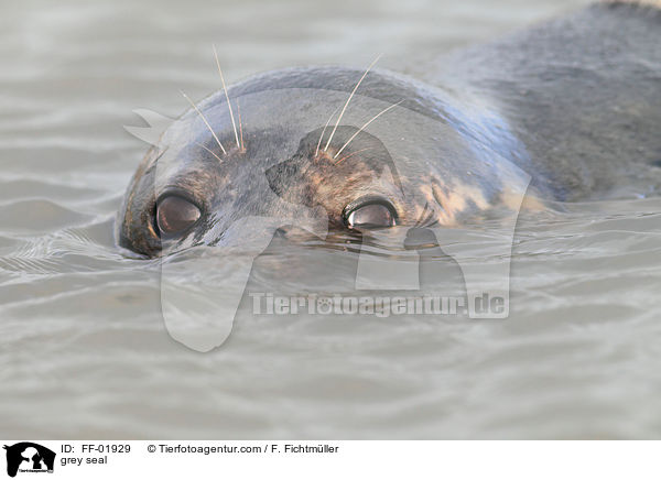 grey seal / FF-01929