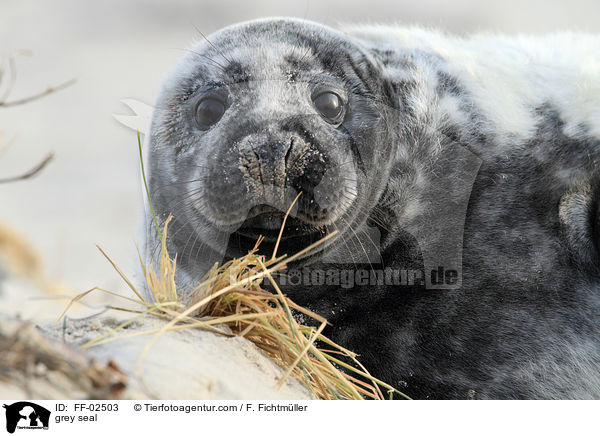 grey seal / FF-02503