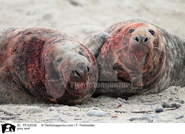 Kegelrobben / grey seal / FF-02538