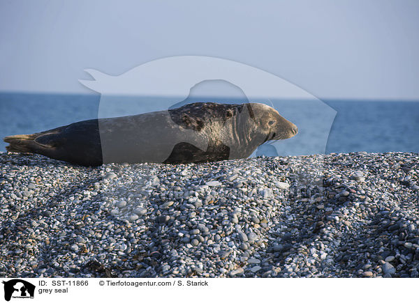 Kegelrobbe / grey seal / SST-11866