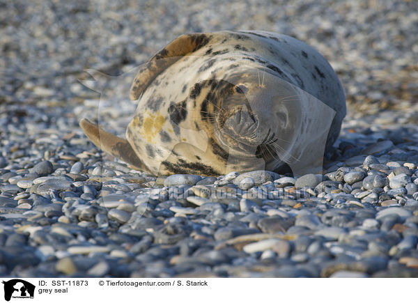 Kegelrobbe / grey seal / SST-11873