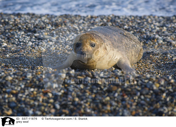 Kegelrobbe / grey seal / SST-11876