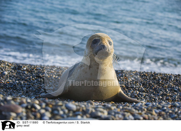 Kegelrobbe / grey seal / SST-11880