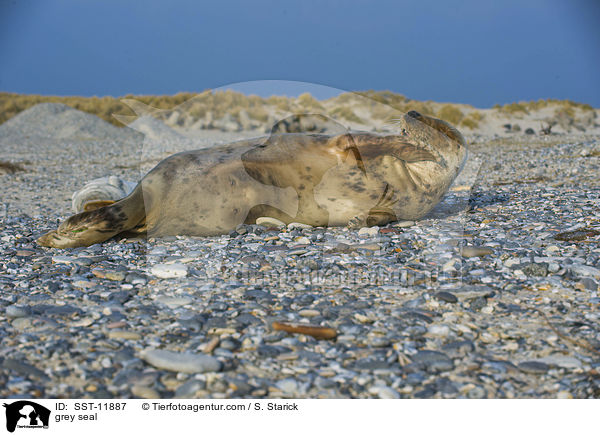 Kegelrobbe / grey seal / SST-11887