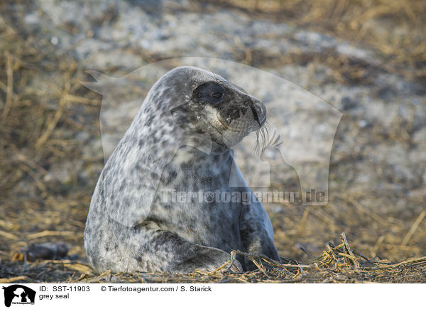 Kegelrobbe / grey seal / SST-11903