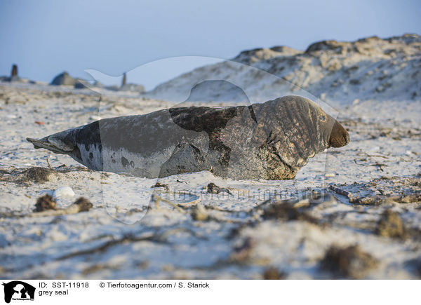 grey seal / SST-11918