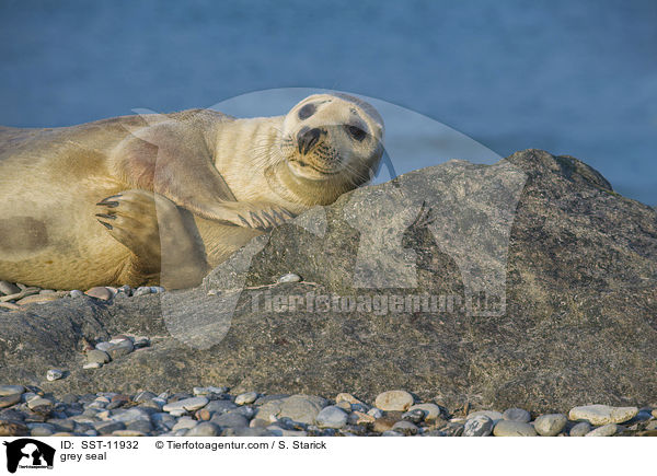 Kegelrobbe / grey seal / SST-11932