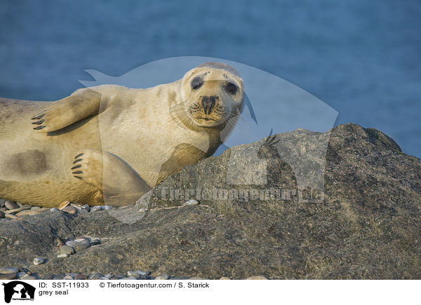 grey seal / SST-11933