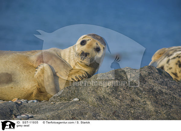 Kegelrobbe / grey seal / SST-11935