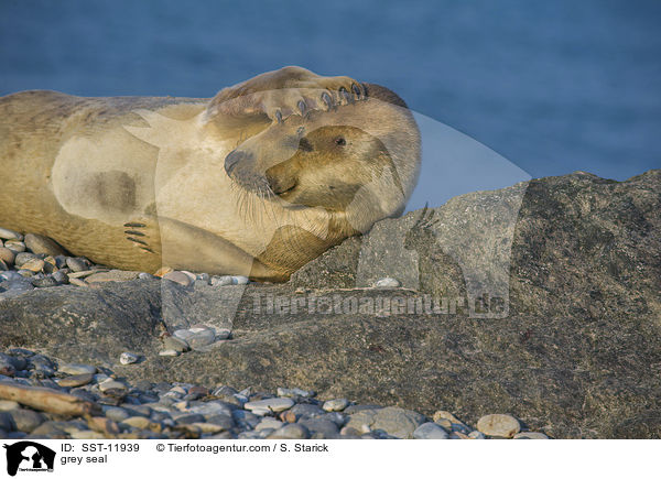 Kegelrobbe / grey seal / SST-11939