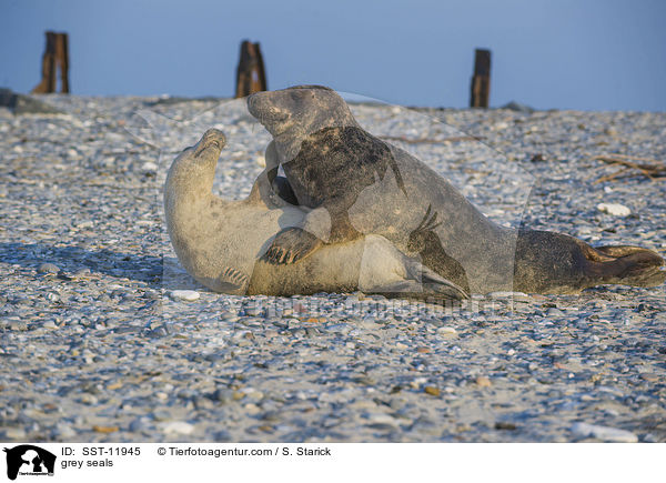 grey seals / SST-11945