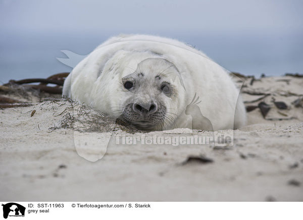 Kegelrobbe / grey seal / SST-11963